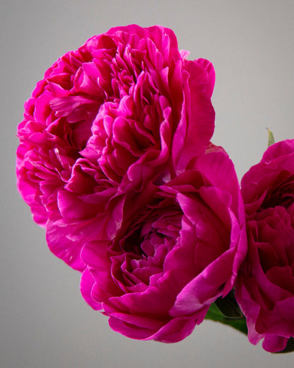 Close-up of a bright pink peony flower against a gray background
