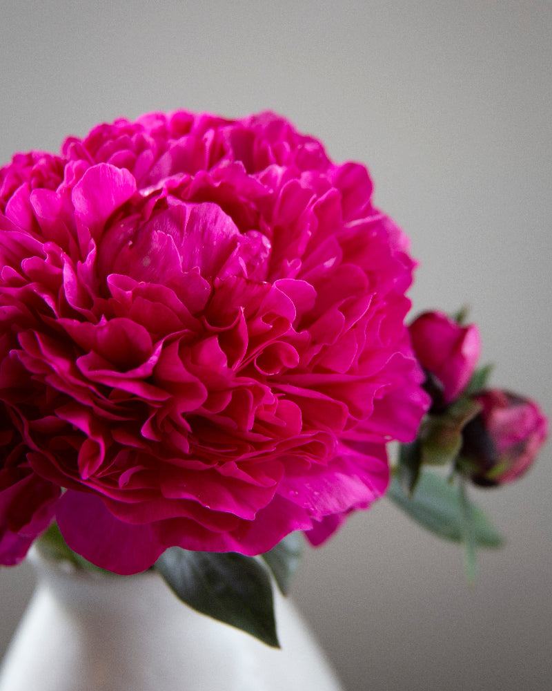 Close-up of a bright pink peony flower in a white vase against a neutral background