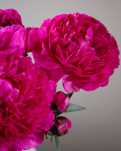 Close-up of bright pink peony blooms against a neutral background