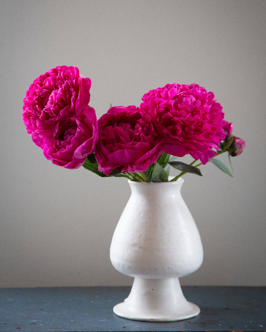 Peony Karl Rosenfield