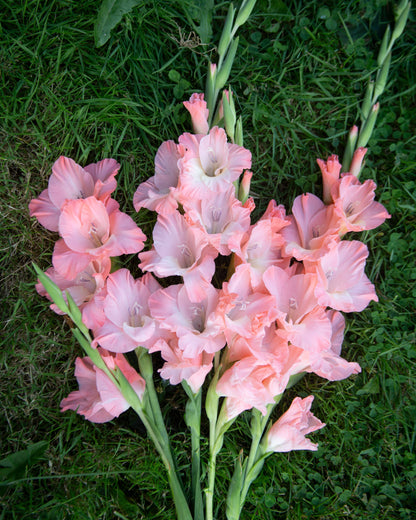 A cluster of pink gladiolus flowers with green stems laid on a bed of green grass.