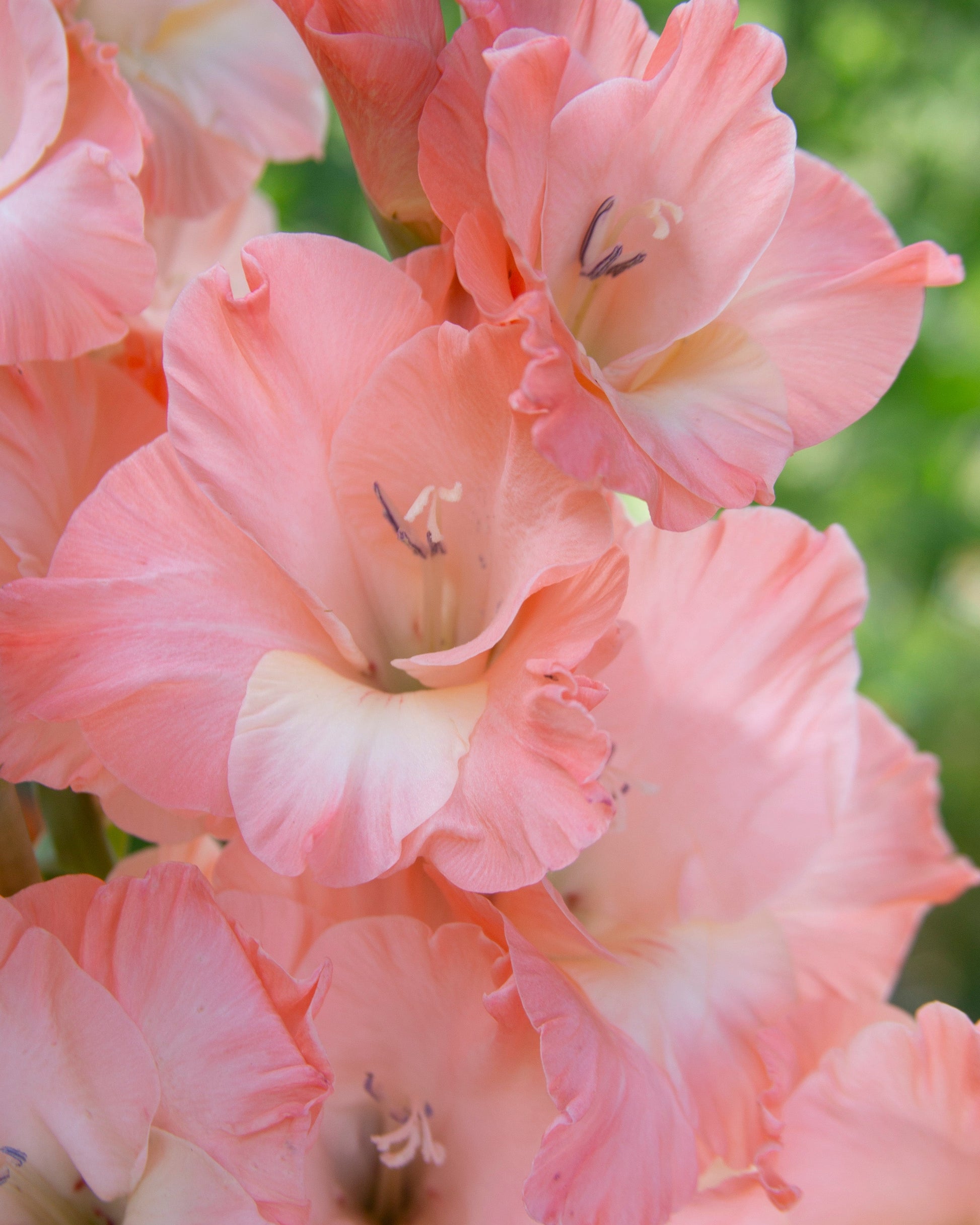 Close-up of light pink gladiolus flowers with pale cream centers and green foliage blurred in the background.