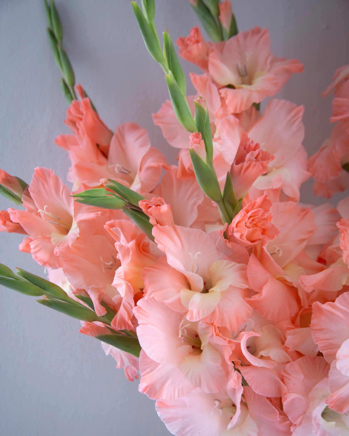 A close-up of a bouquet of pink gladiolus flowers with green stems, arranged in a white vase against a soft gray background.
