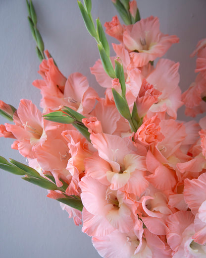 A close-up of a bouquet of pink gladiolus flowers with green stems, arranged in a white vase against a soft gray background.