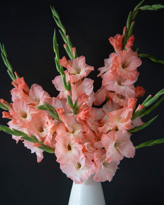 A bouquet of peach-pink gladiolus flowers with green stems arranged in a white ceramic vase against a dark black background.