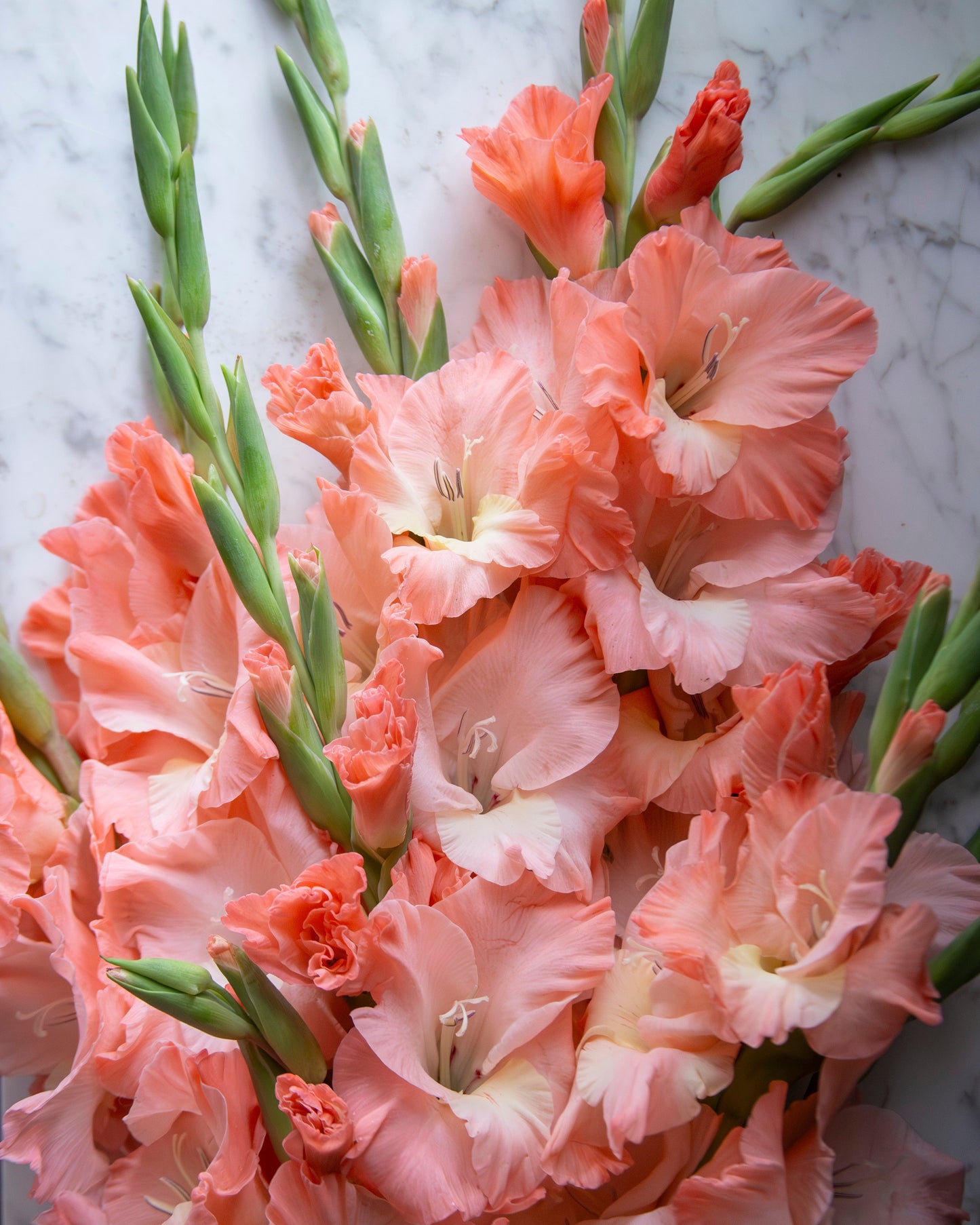 A close-up arrangement of peach and pink gladiolus flowers with green stems on a light marble surface.