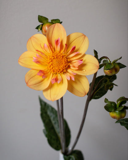 A single yellow dahlia flower with pinkish-red streaks in the center and green leaves, photographed against a plain light gray wall.