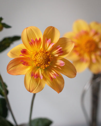 A close-up of a yellow dahlia flower with pink-tipped petals and a bright orange-yellow center, with a second blurred flower in the background.