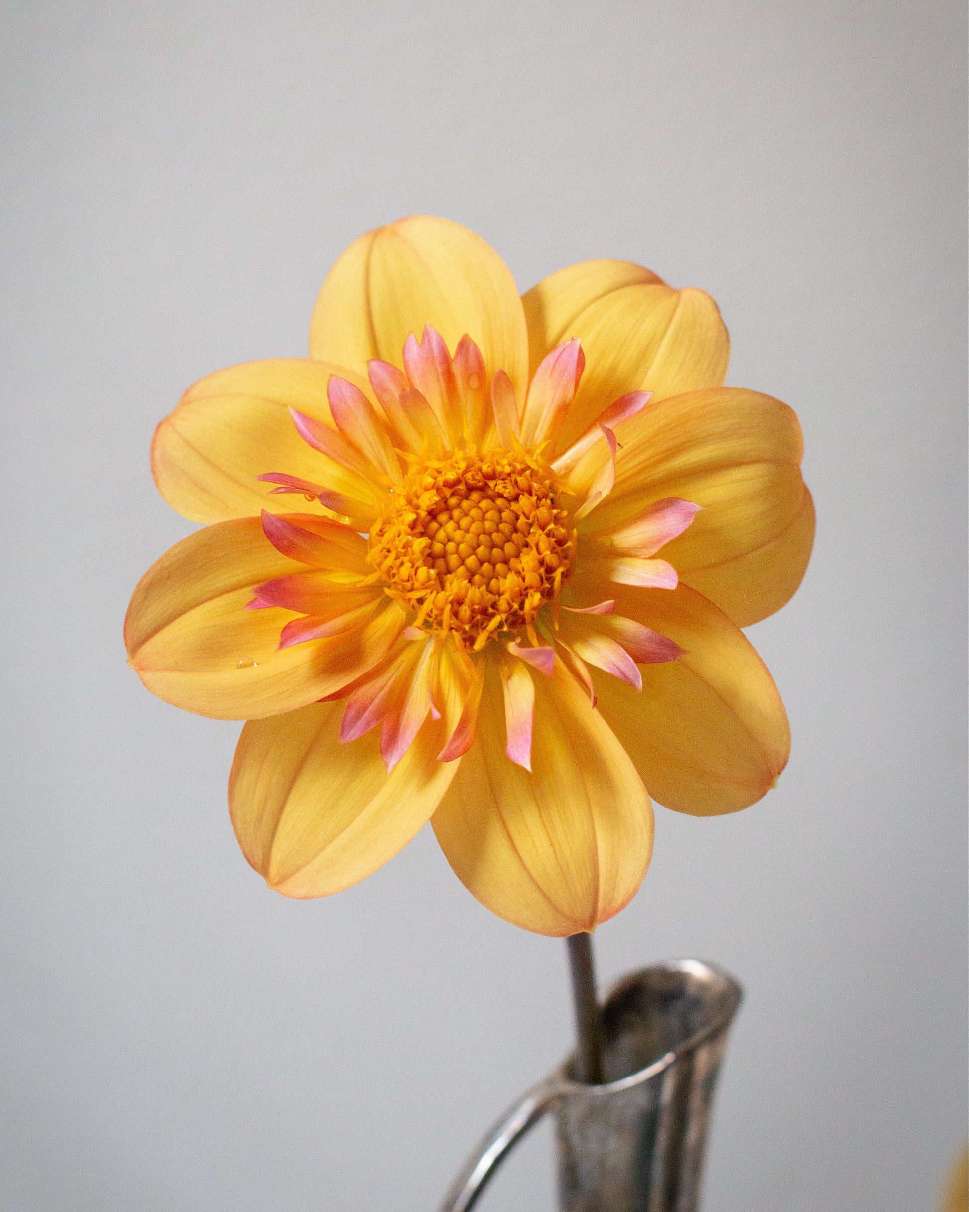 A single yellow dahlia flower with pink-tipped petals and a bright orange-yellow center, placed in a silver metal vase against a plain light gray background.