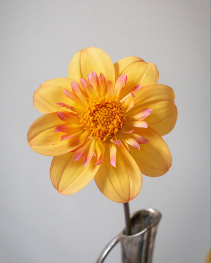 A single yellow dahlia flower with pink-tipped petals and a bright orange-yellow center, placed in a silver metal vase against a plain light gray background.