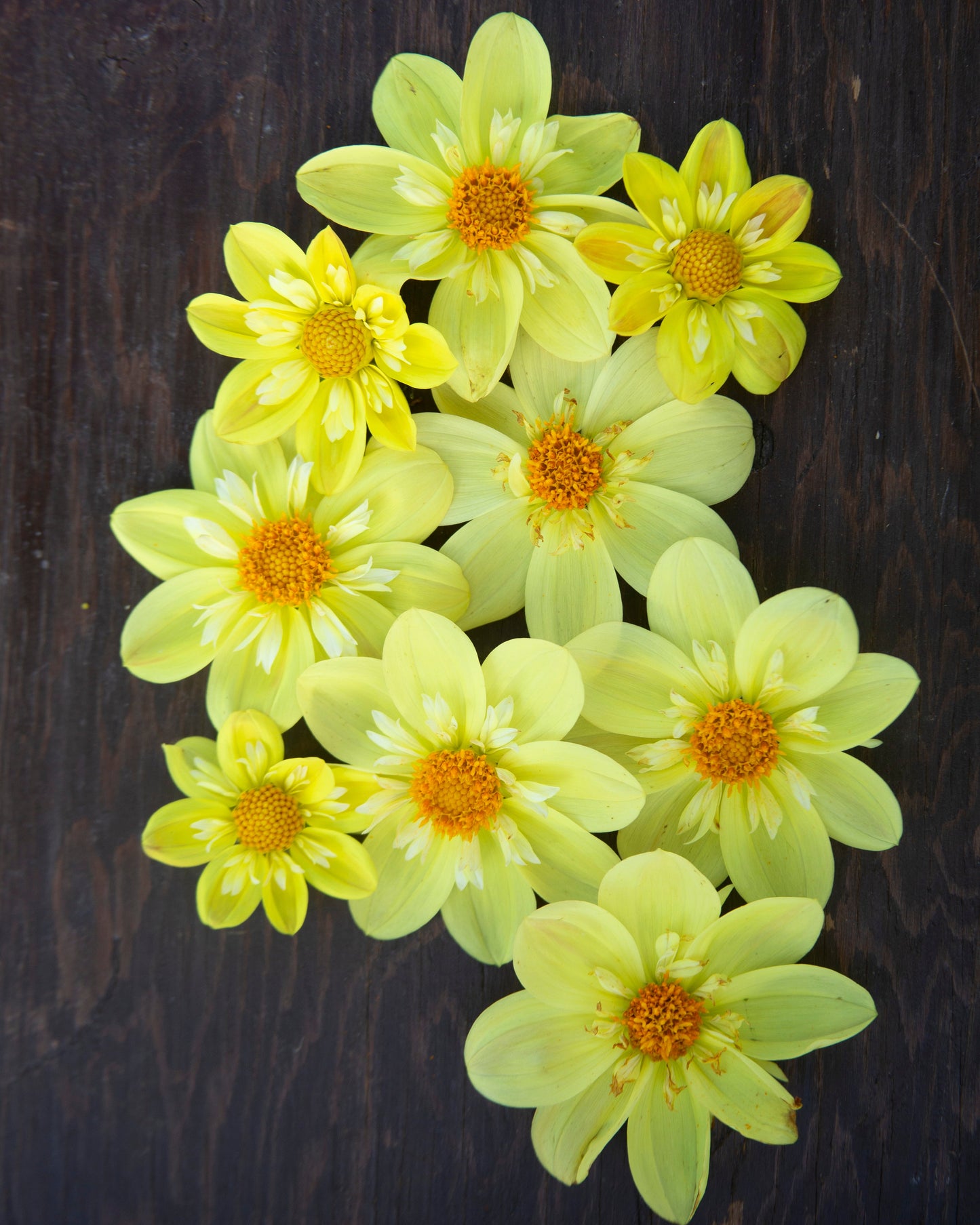 A cluster of pale yellow dahlia flowers with orange centers arranged on a dark brown wooden surface.