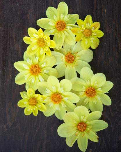 A cluster of pale yellow dahlia flowers with orange centers arranged on a dark brown wooden surface.