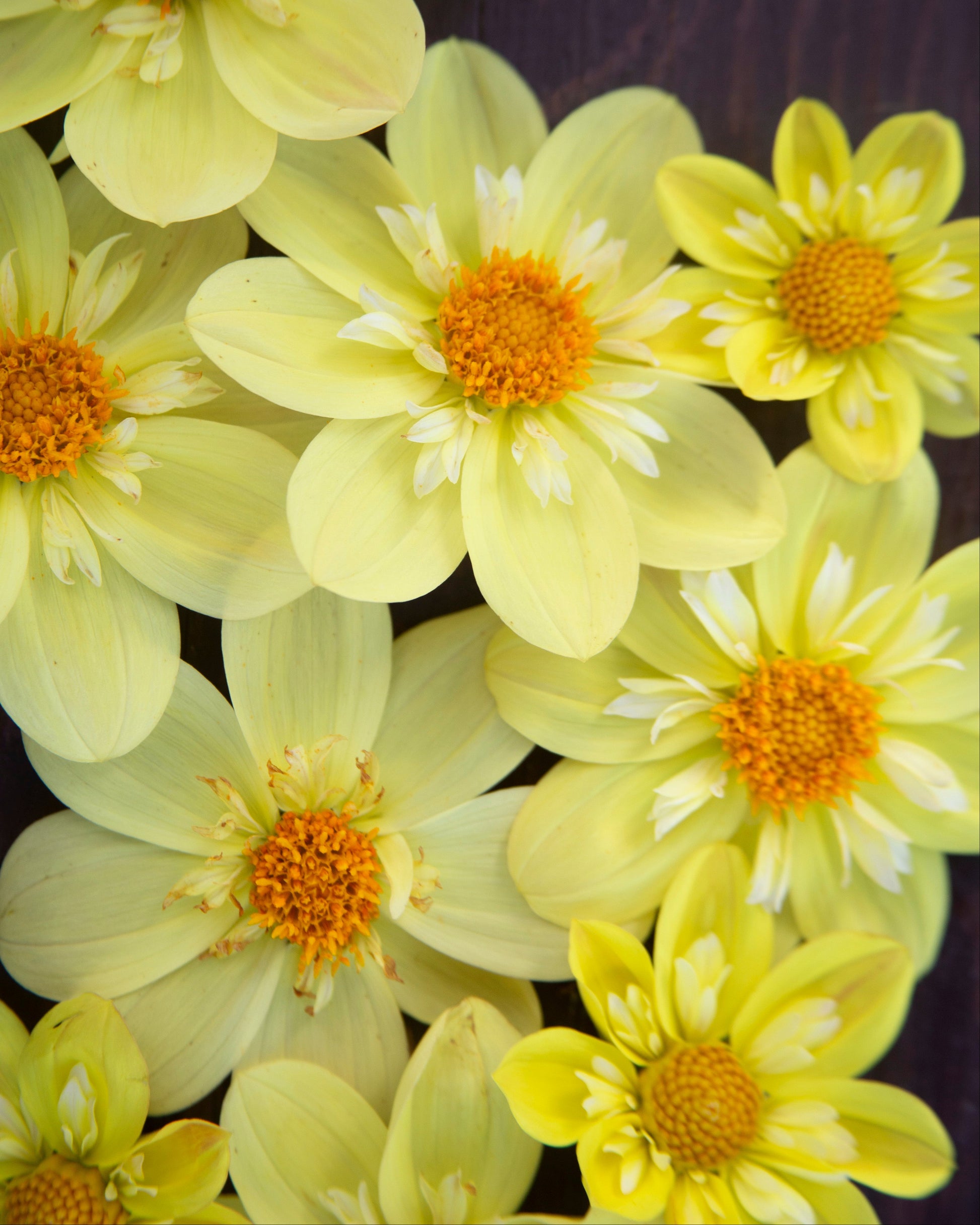 Yellow dahlia flowers with orange centers and white tips arranged closely together on a dark wood background.