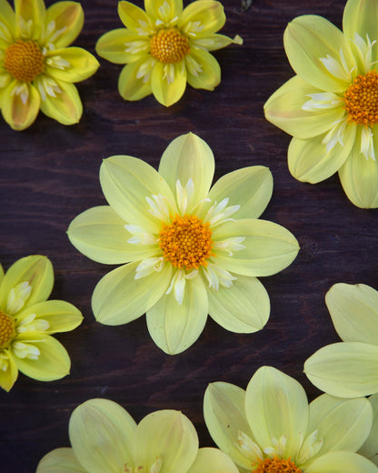 Yellow dahlia flowers with white and yellow petals and orange centers, arranged on a dark wooden surface.