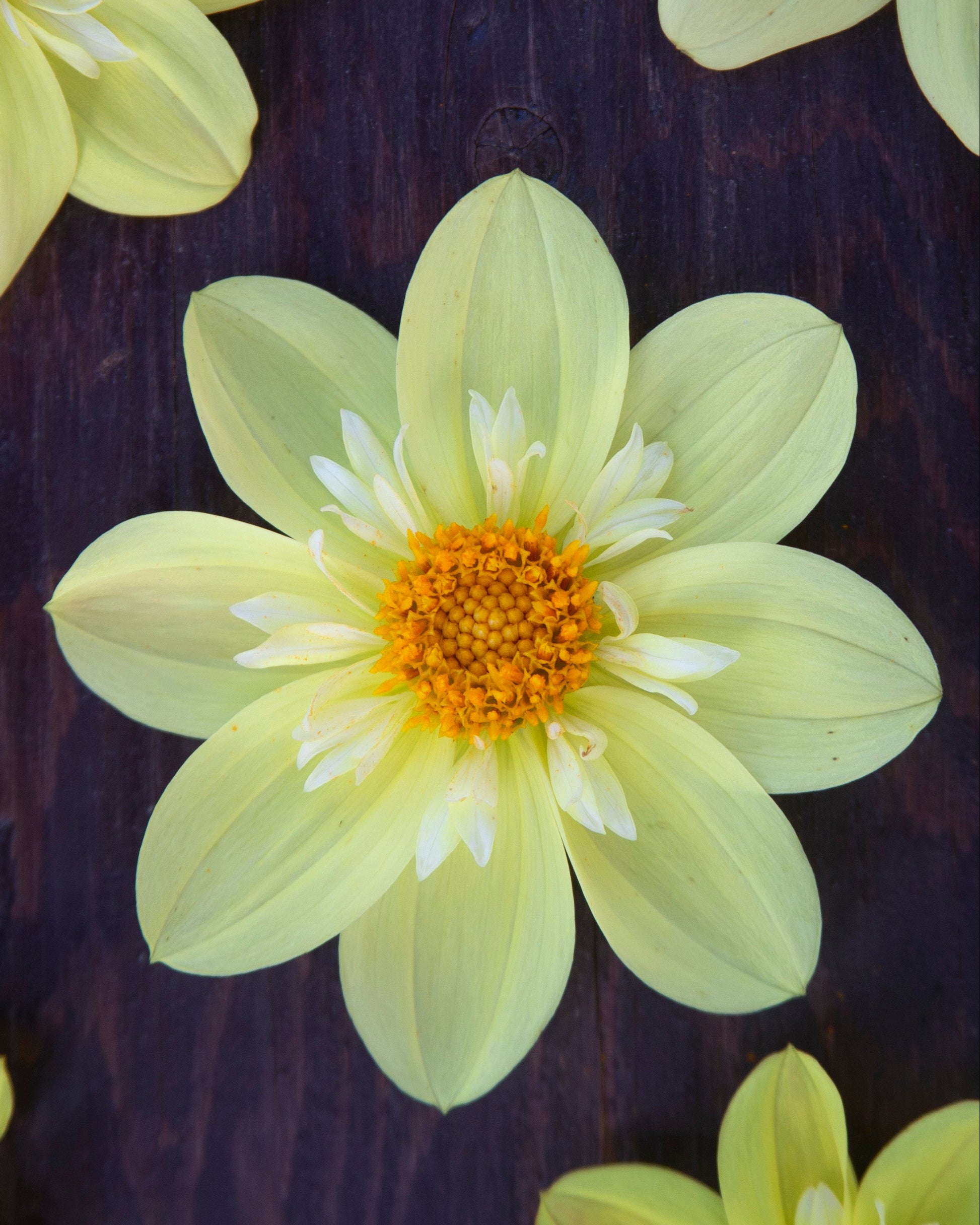 A pale yellow dahlia flower with a bright orange-yellow center and white inner petals, photographed from above on a dark wood surface with other flower petals partially visible around the edges.