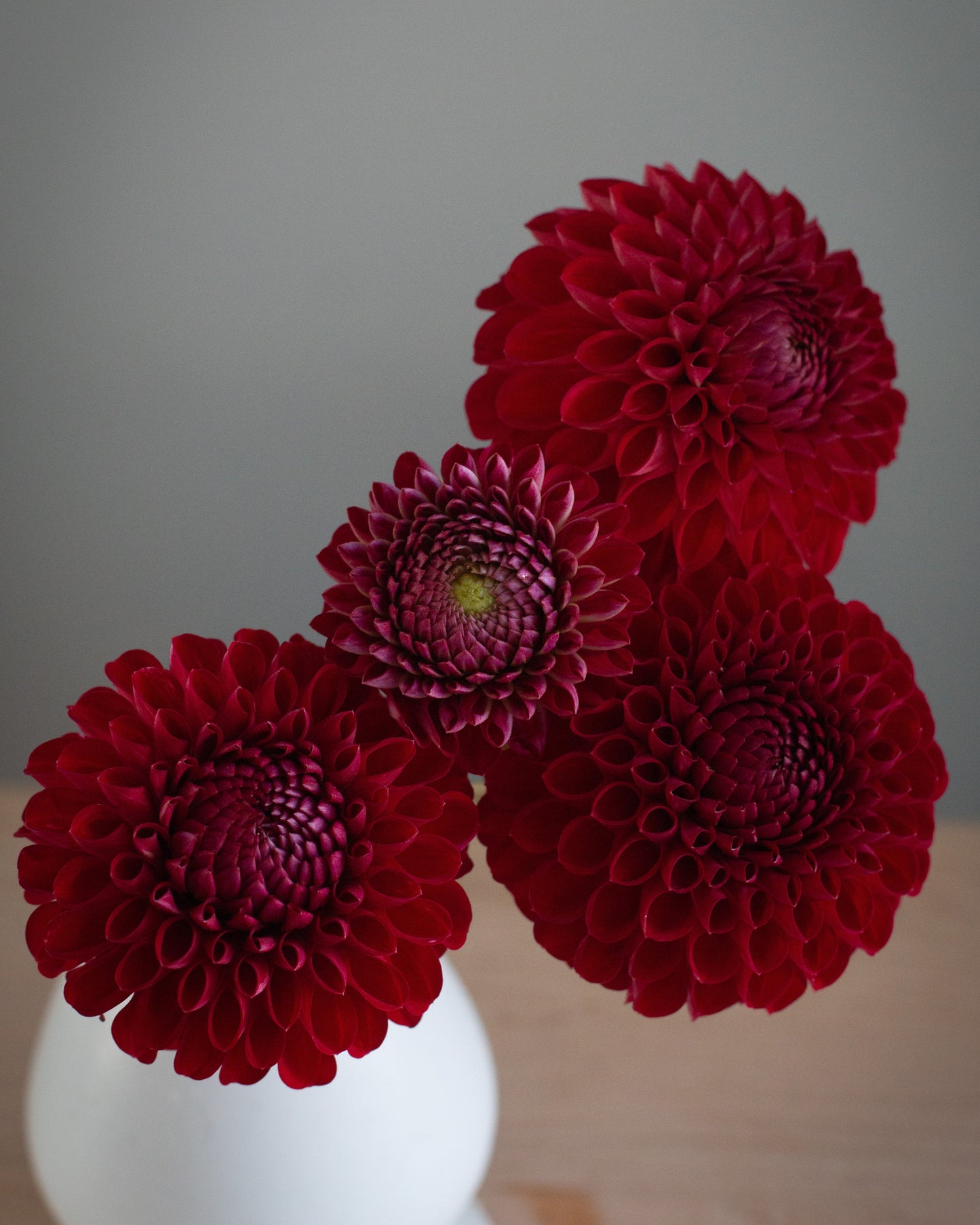 Three deep red dahlia flowers arranged in a white ceramic vase on a light wooden surface against a soft gray background.