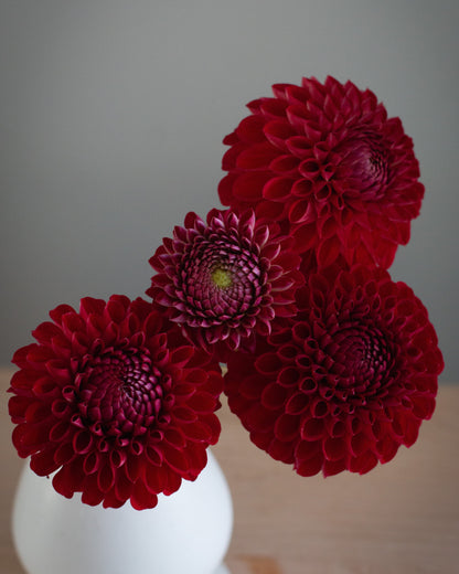 Three deep red dahlia flowers arranged in a white ceramic vase on a light wooden surface against a soft gray background.