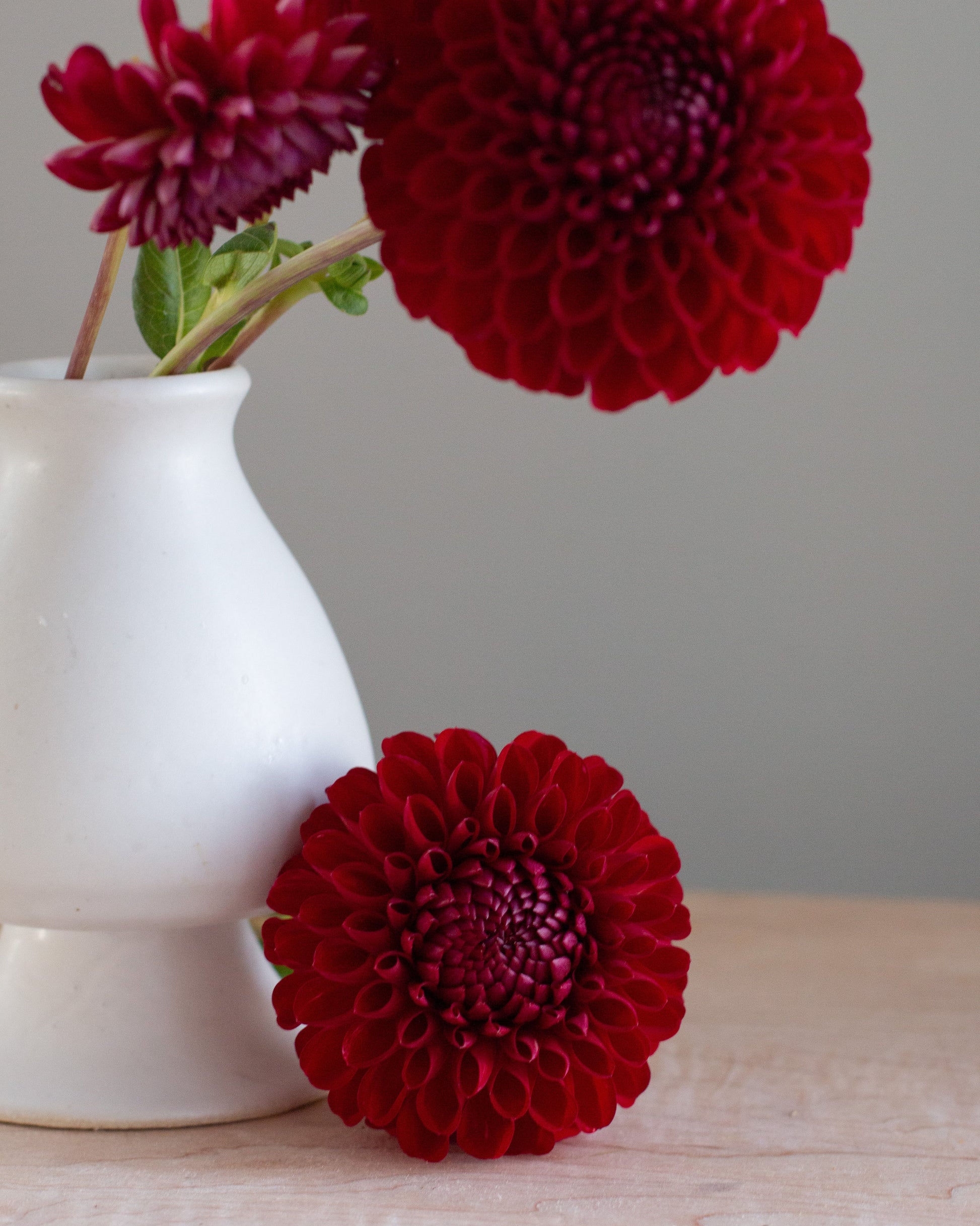 Deep red dahlia flowers arranged in a small white ceramic vase on a light wood surface against a soft gray background.