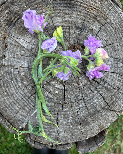 Sweet Pea Kingfisher