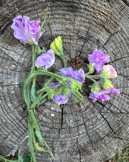 Sweet Pea Kingfisher