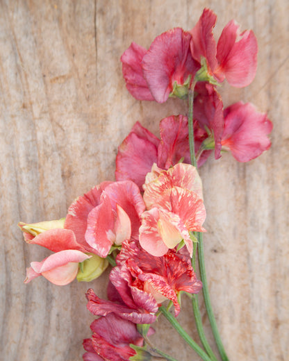 Sweet Pea King's Ransom