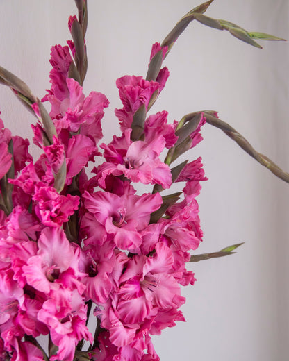 A close-up of a vibrant pink gladiolus flower arrangement in a white vase against a plain light gray background.