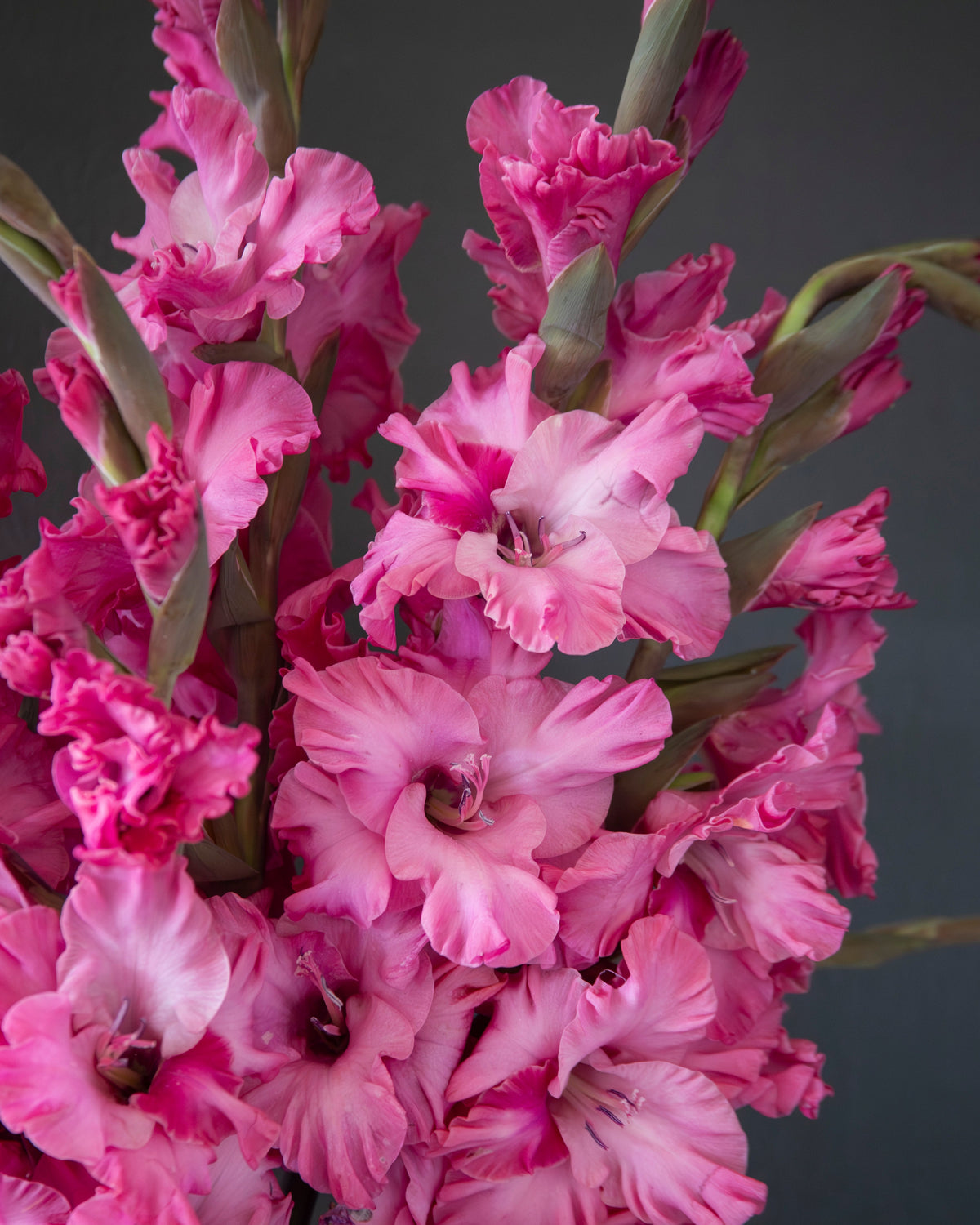 A close-up of a dense cluster of pink gladiolus flowers with ruffled petals and green stems against a dark gray background.
