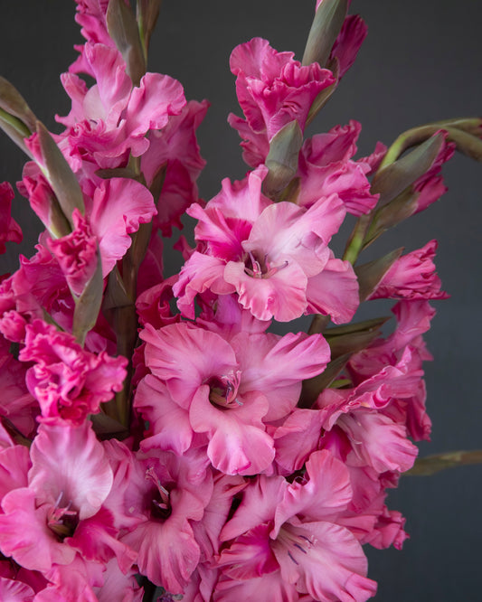 A close-up of a dense cluster of pink gladiolus flowers with ruffled petals and green stems against a dark gray background.