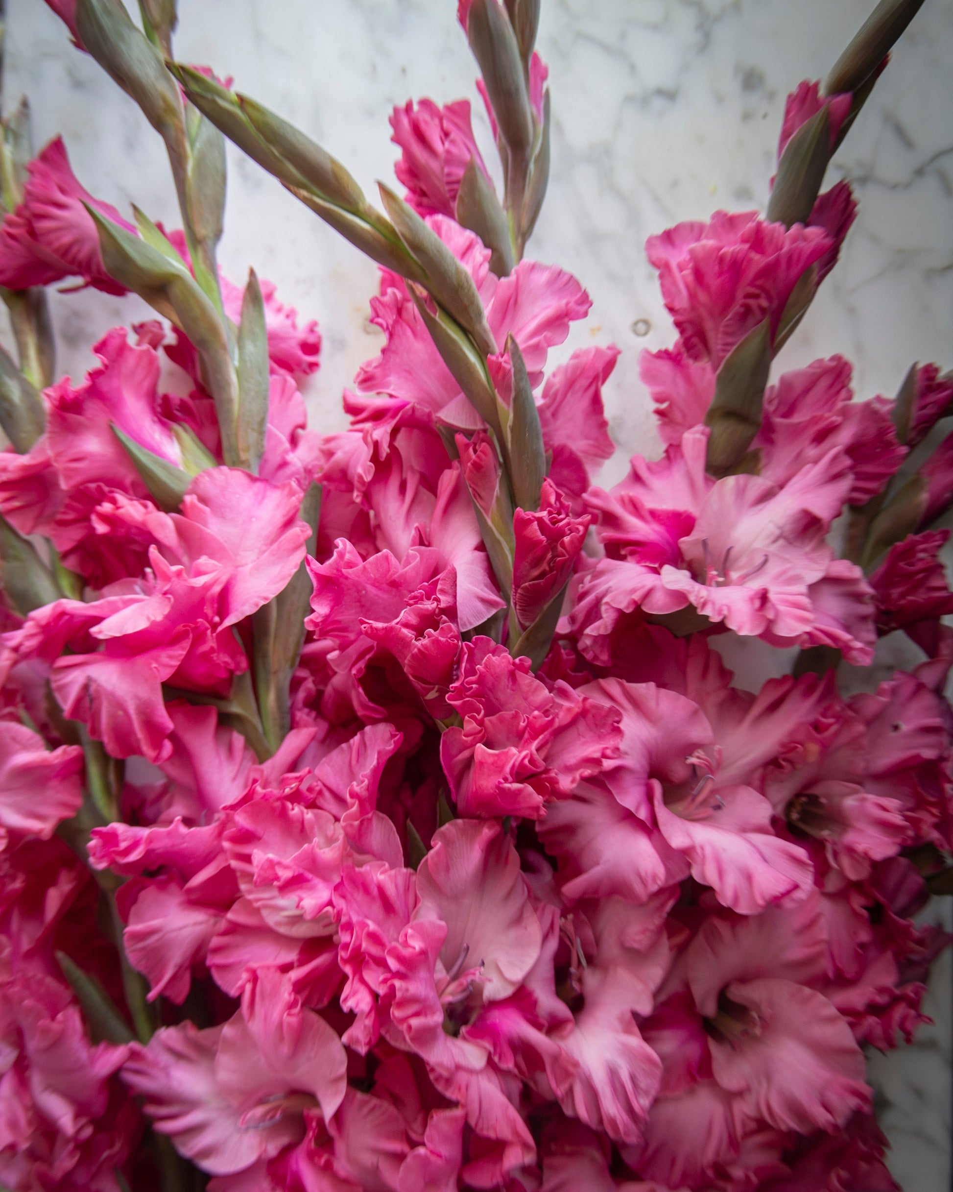 A close-up of a dense bouquet of vibrant pink gladiolus flowers with green stems, set against a light gray marble background.