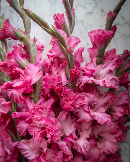 A close-up of a dense bouquet of vibrant pink gladiolus flowers with green stems, set against a light gray marble background.