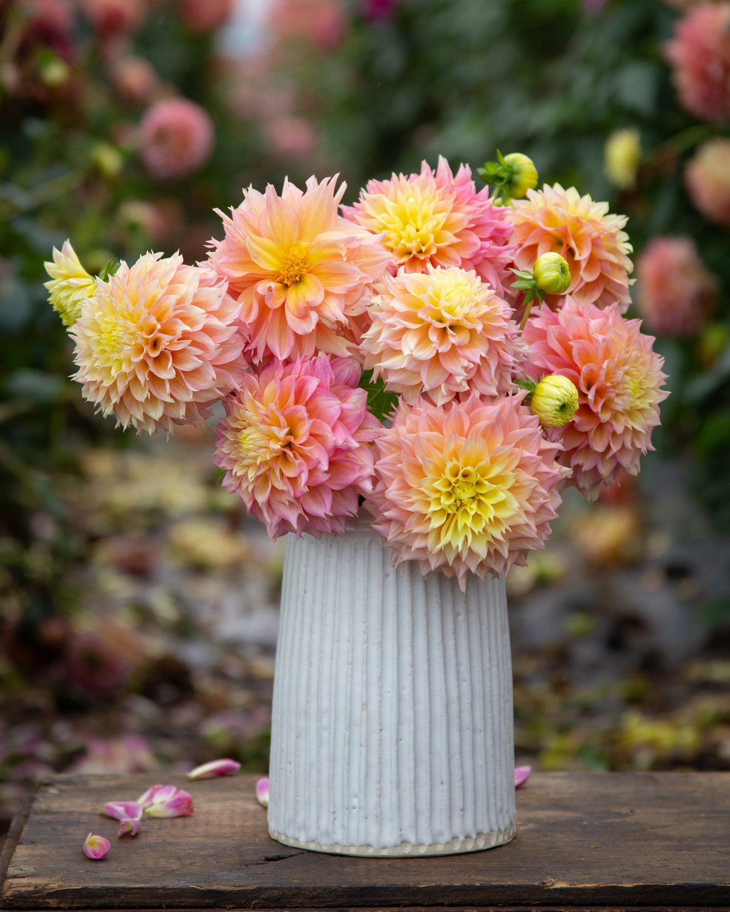 A bouquet of pink and yellow dahlia flowers arranged in a white ribbed ceramic vase, placed on a rustic wooden surface with a blurred garden background.
