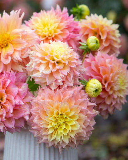 A bouquet of large dahlia flowers in soft pink, peach, and pale yellow tones, arranged in a white ribbed vase against a blurred garden background.