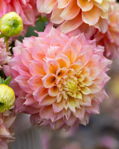 Close-up of pink and peach dahlia flowers with yellow centers and green buds, photographed outdoors against a blurred garden background.
