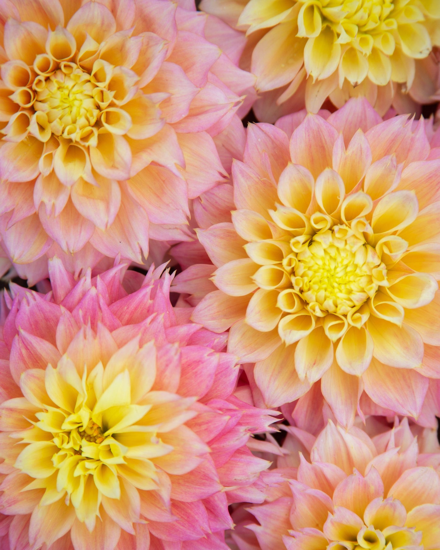 A close-up of large dahlia flowers in soft pink, peach, and yellow tones filling the frame.