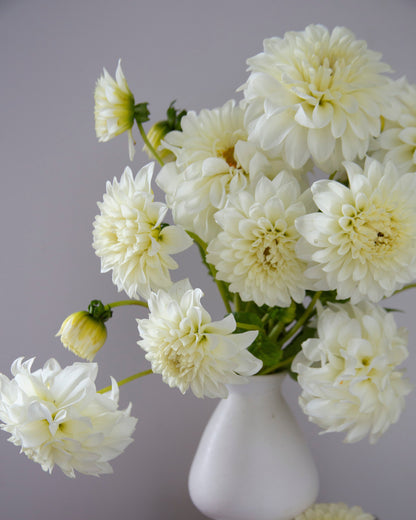 A bouquet of large cream-white dahlia flowers arranged in a white ceramic vase on a rustic wooden surface against a soft gray background.