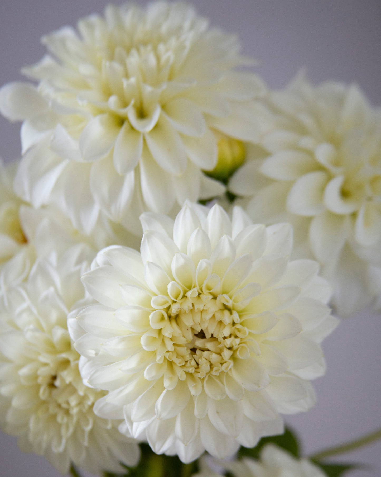 A close-up of white dahlia flowers with layered petals, showing the center of several blooms against a soft gray background.