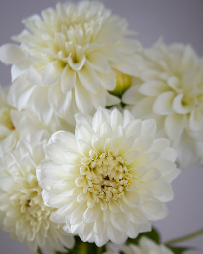 A close-up of white dahlia flowers with layered petals, showing the center of several blooms against a soft gray background.