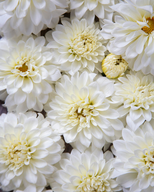 A close-up arrangement of white dahlias filling the frame, with some pale yellow centers visible.