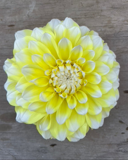 Close-up image of a yellow and white Dahlia flower bloom on a wooden surface.