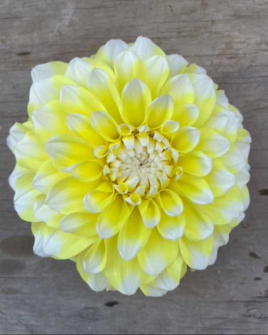 Close-up image of a yellow and white Dahlia flower bloom on a wooden surface.