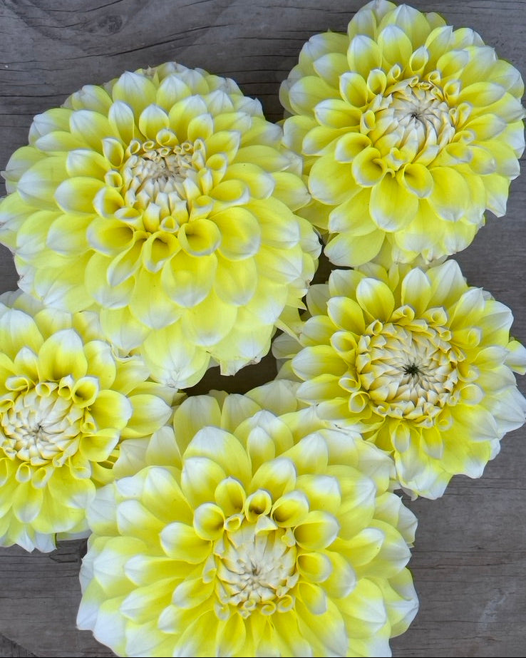 Korb Yellow Highlight