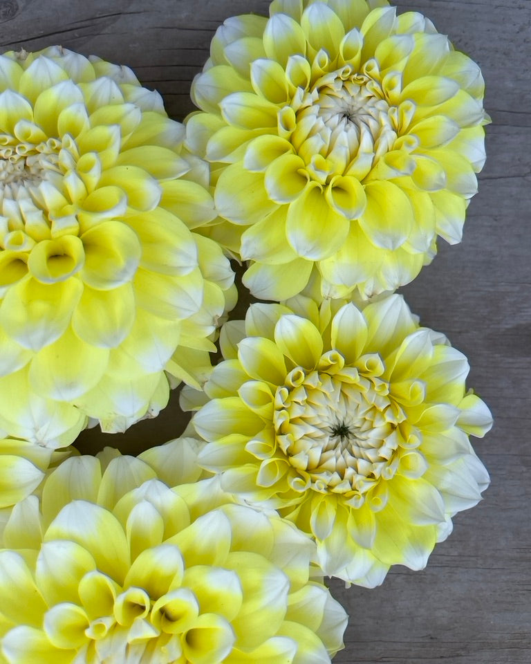 Korb Yellow Highlight