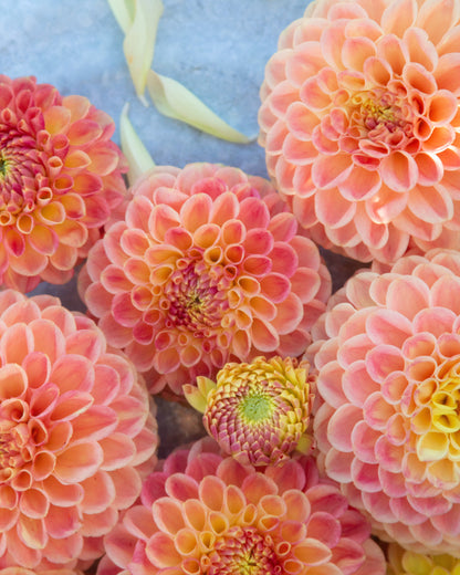 A close-up top-down view of several dahlia flowers in shades of pink, peach, orange, and yellow, with a few petals scattered on a light blue-gray surface.