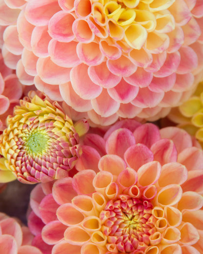 Close-up of vibrant dahlia flowers in shades of pink, orange, and yellow, with one bud showing a green center.