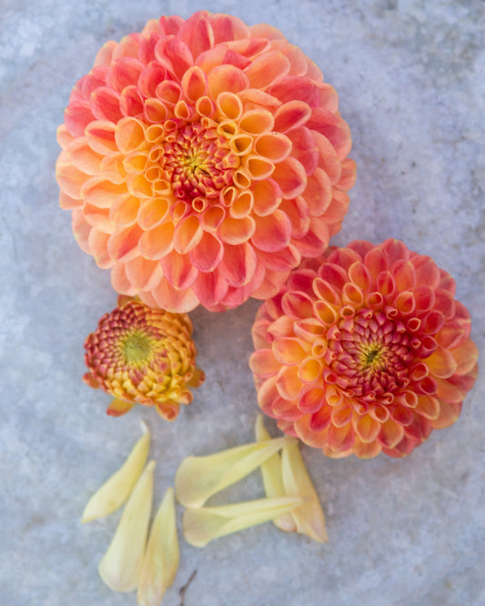 Three orange and red zinnia flowers with pale yellow petals arranged on a textured light gray surface.