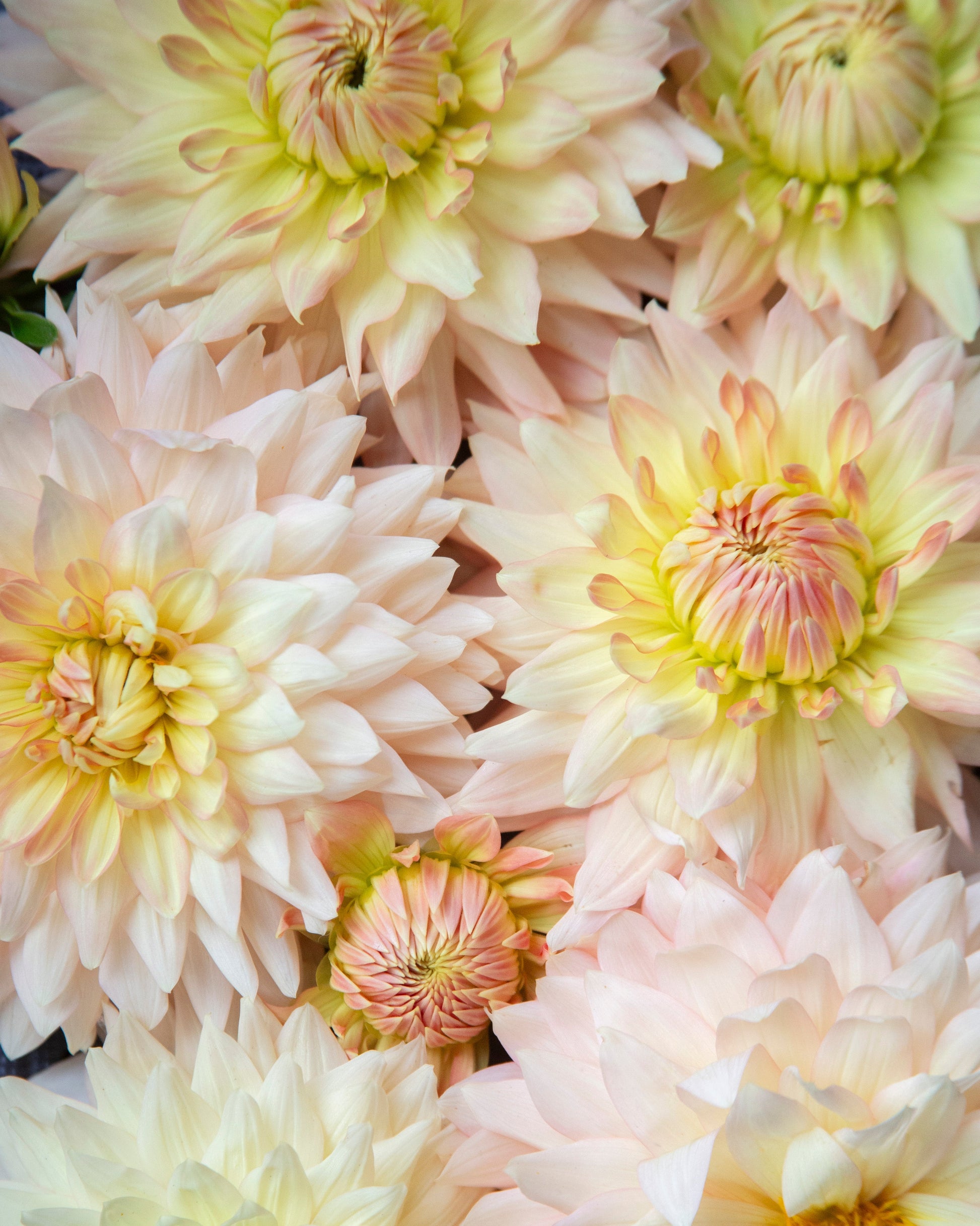 A close-up arrangement of large dahlia flowers in soft pastel shades, including cream, pale yellow, blush pink, and peach tones.