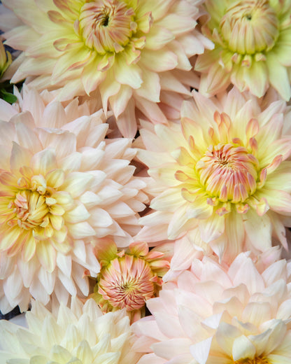 A close-up arrangement of large dahlia flowers in soft pastel shades, including cream, pale yellow, blush pink, and peach tones.