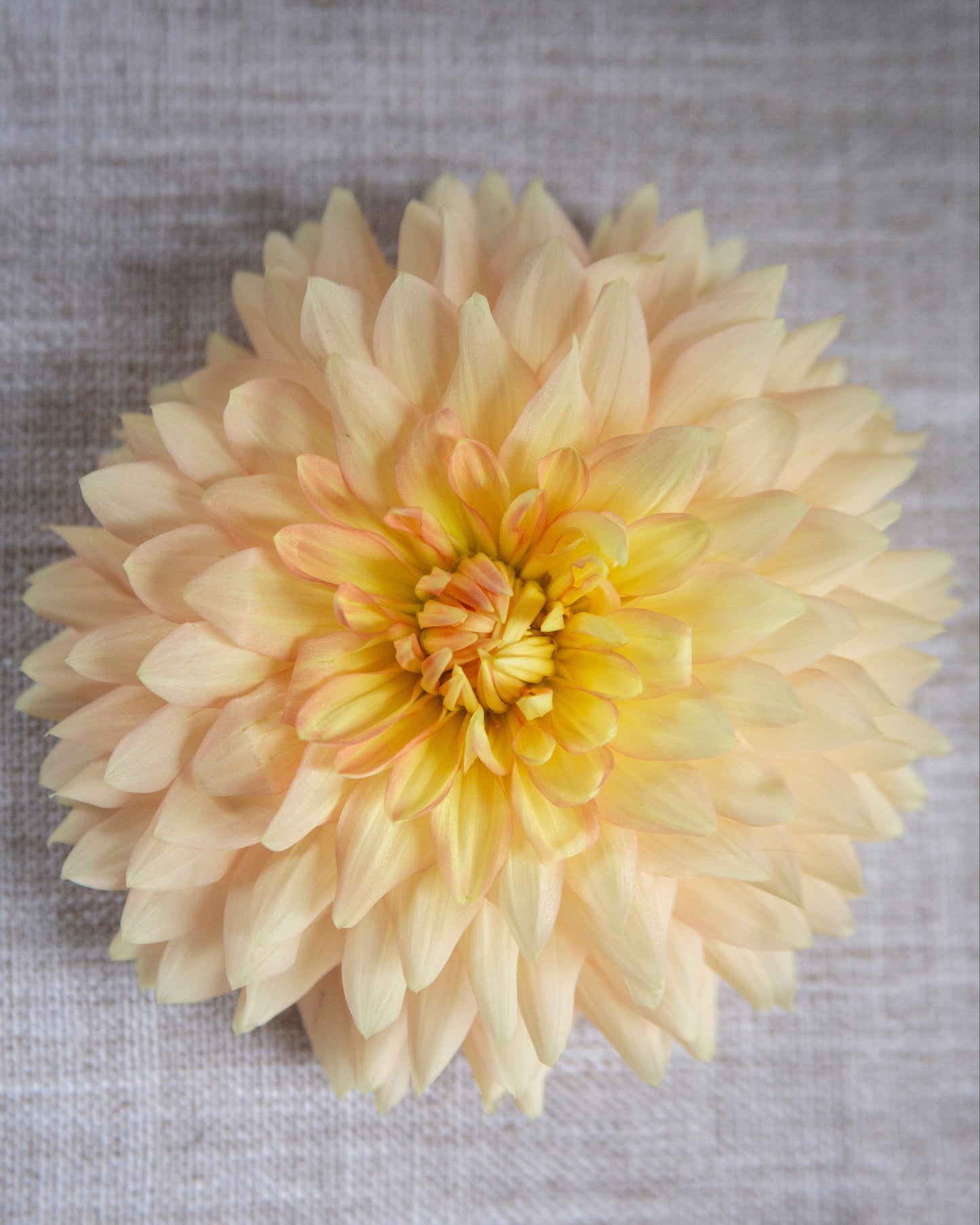 A single pale peach and yellow dahlia flower photographed from above on a textured light gray fabric background.