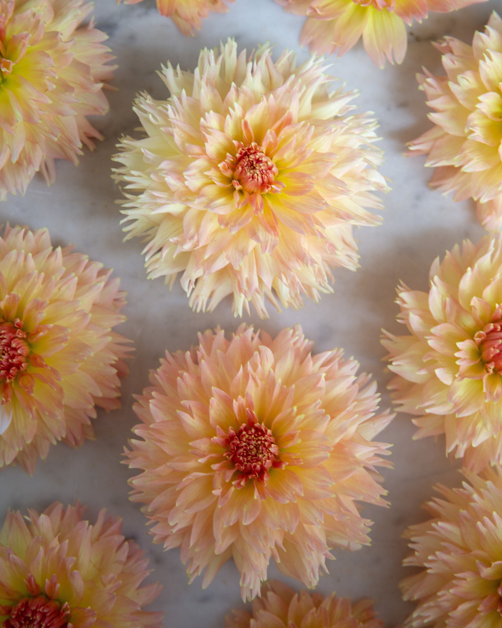 A close-up overhead view of several pale peach and cream dahlia flowers arranged on a light marble-like surface.
