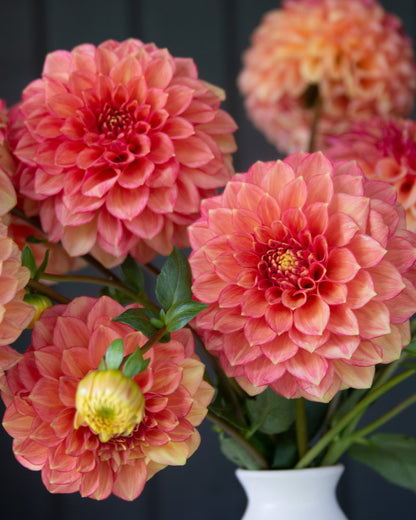 A bouquet of large coral-pink dahlia flowers with green leaves and a small yellow center, arranged in a white vase against a dark charcoal background.